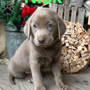 Nick, Silver Labrador Retriever Puppy
